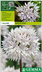Allium Amplectens